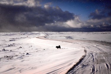 A dog walks in the snow in Puvirnituq in December, 1995. (PHOTO BY JANE GEORGE)