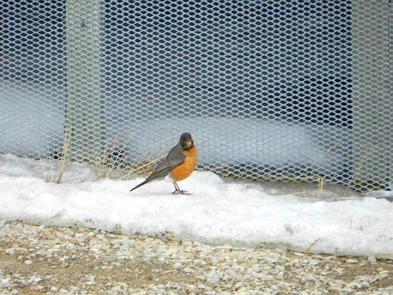 You can even find a robin in Cambridge Bay, Nunavut. (PHOTO/ NUNATSIAQ NEWS)