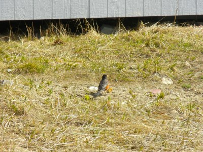 A robin in Kuujjuaq where the grass is turning green in early June. (PHOTO BY JANE GEORGE)