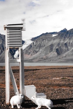 A pair of Arctic hares by a weather station at the Tanquary Fiord. (PHOTO BY JANE GEORGE)