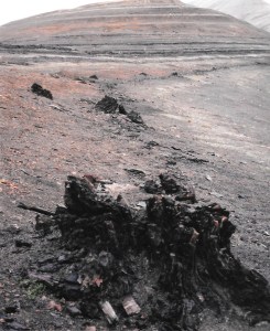 An ancient stump on the Geodetic Hills of Axel Heiberg. (PHOTO BY JANE GEORGE)