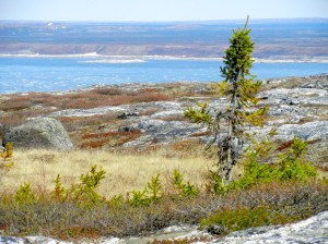 Koksoak river near Kuujjuaq in early June. (PHOTO BY JANE GEORGE)