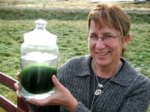 I hold a jar with an algae ball from Myvatn, Iceland. (PHOTO BY JANE GEORGE)