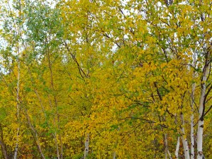 The birch trees turn a bright yellow colour at this time of year, reminding me of Finland. (PHOTO BY JANE GEORGE)