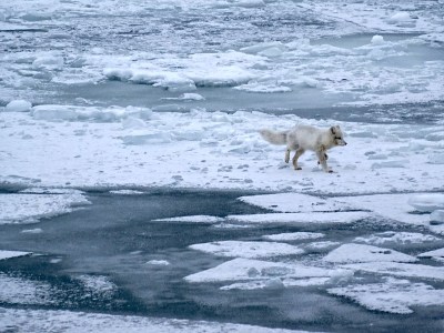 A fox scampers across the ice in mid-October. (PHOTO BY JANE GEORGE)