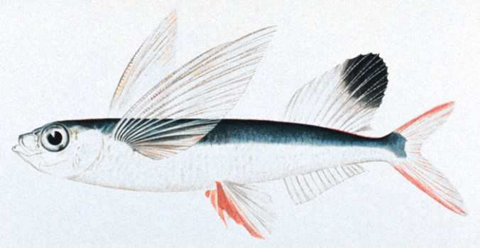 Sailfin_flyingfish