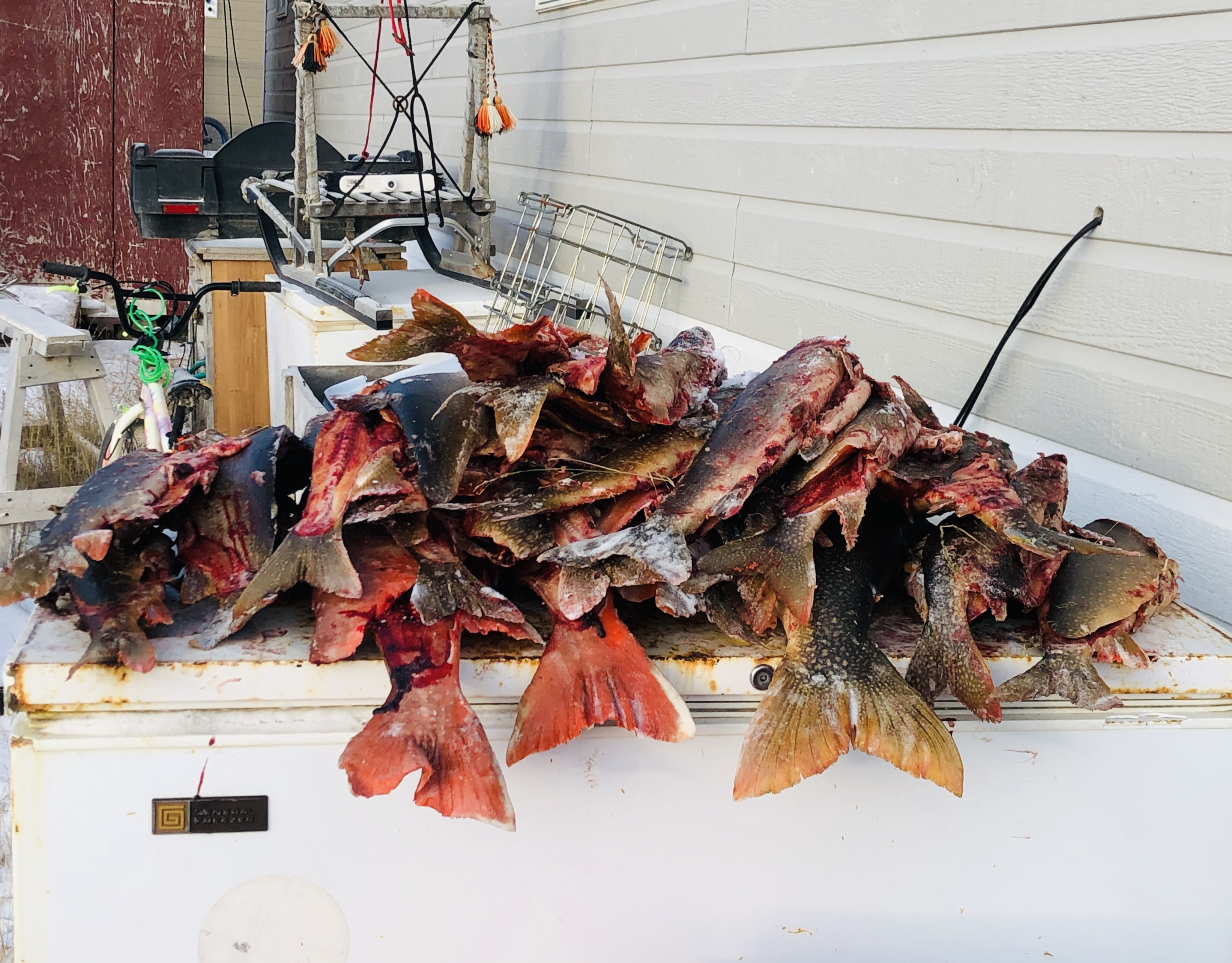fish.jpg