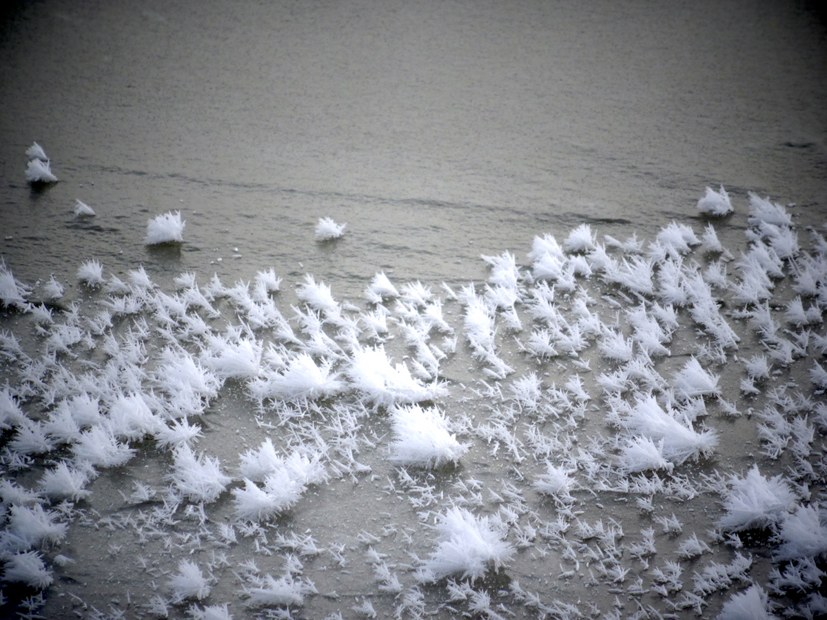 frost_flowers.jpg