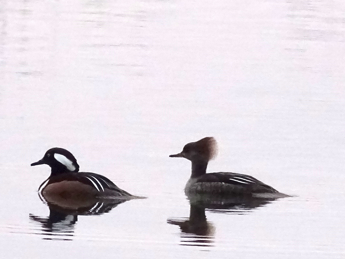 mergansers.jpg
