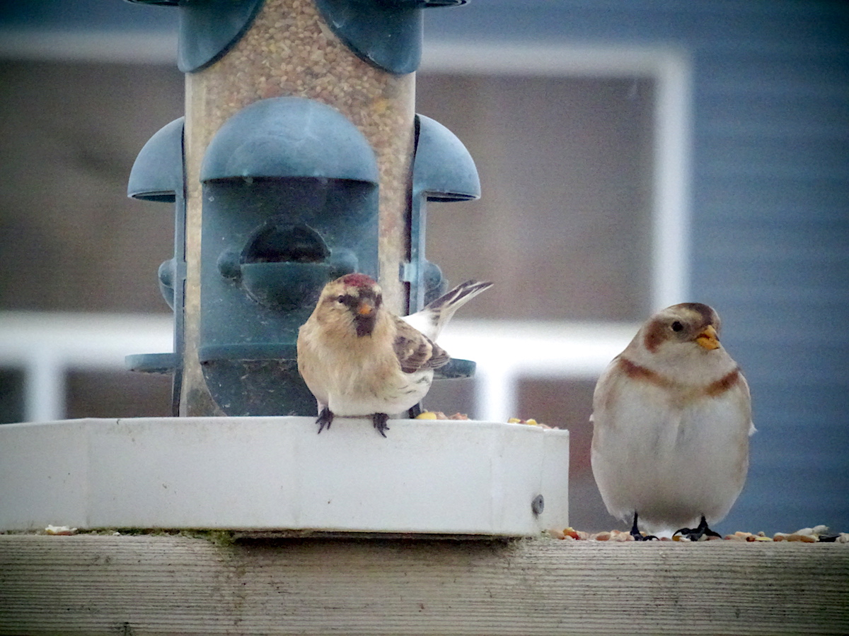redpolls.jpg